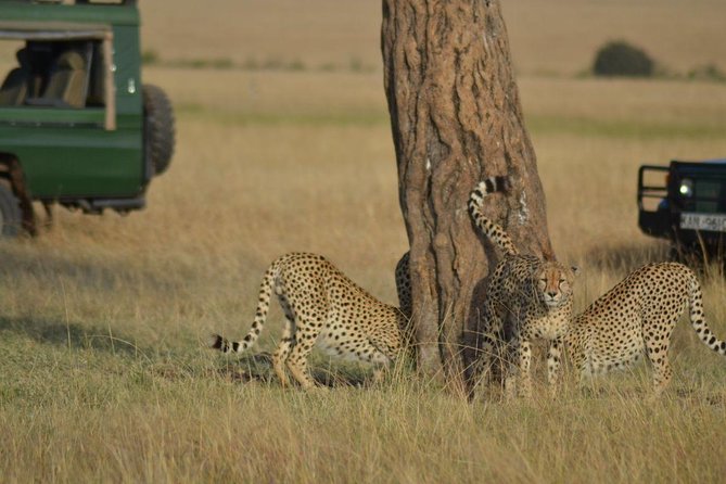 6 Days Amboseli, Lake Nakuru and Masai Mara - Three Parks, One Safari Rhythm: Amboseli, Nakuru, Maasai Mara