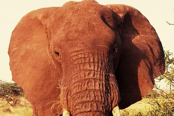 6 Days Amboseli, Lake Nakuru and Masai Mara - Day 2 in Amboseli: Full-Day Drive, Picnic Lunch Boxes, and Elephant Parades