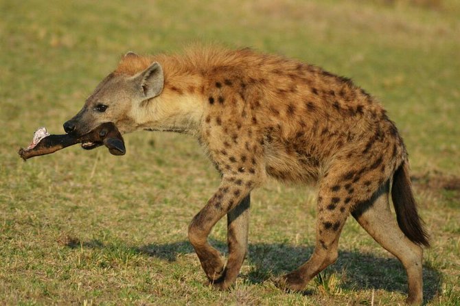 6 Days Amboseli, Lake Nakuru and Masai Mara - Day 5 in Maasai Mara: The Full-Day Game Drive That Makes the Trip Worth It