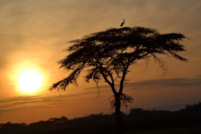 6 Days Amboseli, Lake Nakuru and Masai Mara - Price and Value: What $1,700 Covers (and What It Does Not)