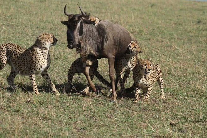 6 Days best of kenya safaris Maasai Mara-Lake Nakuru Amboseli National Park - Nairobi pickup and what the 7:00 am start really means