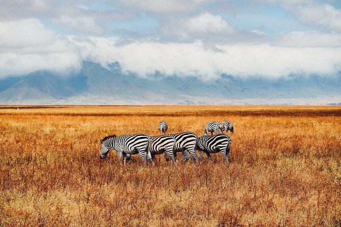 6 Days best of kenya safaris Maasai Mara-Lake Nakuru Amboseli National Park - Day 2 full-day Mara viewing: grassland tracks and the Hippos Pool pause
