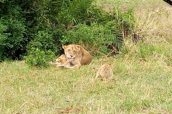 6 Days best of kenya safaris Maasai Mara-Lake Nakuru Amboseli National Park - Day 4 Lake Nakuru: flamingos, white rhino, and shoreline wildlife