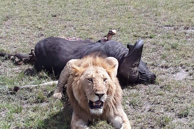 6 Days best of kenya safaris Maasai Mara-Lake Nakuru Amboseli National Park - Day 6 final Amboseli game drive, then back to Nairobi
