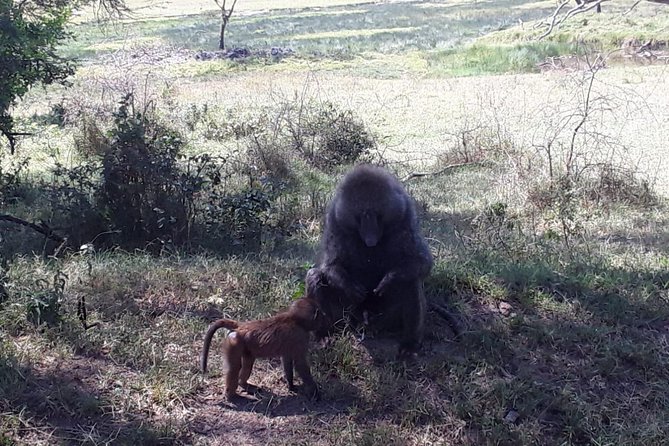 6 Days best of kenya safaris Maasai Mara-Lake Nakuru Amboseli National Park - Day 1 in Maasai Mara: arrival lunch, then your first game drive