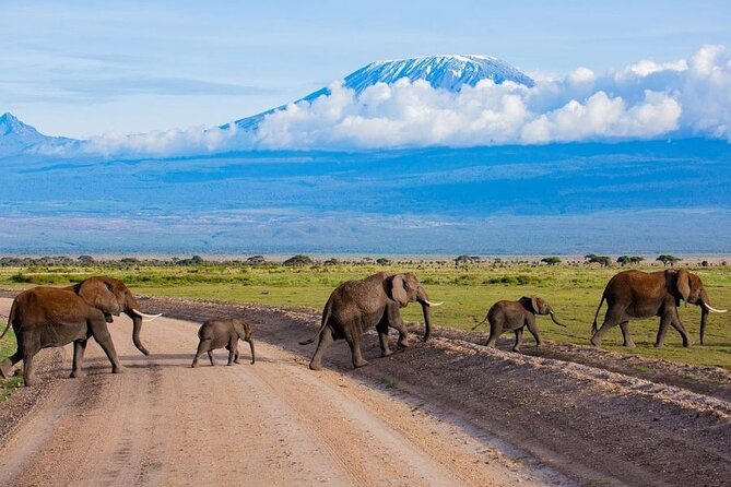 6 Days Group Multi Day Tour Masai Mara Lake Nakuru and Amboseli - Day 5: Amboseli Full-Day Elephants and Lions, Plus Nyati Tented Camp Evenings