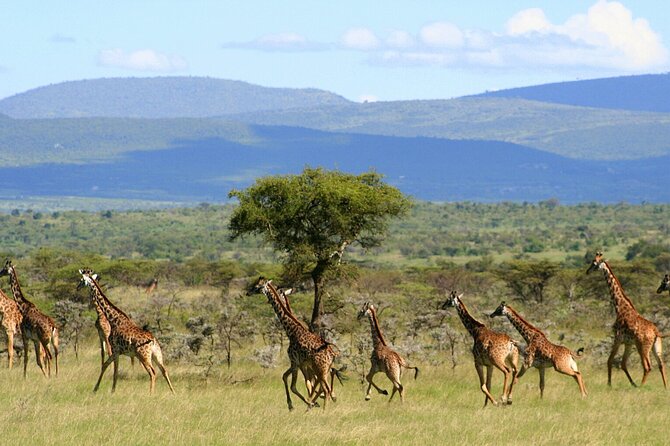 6 Days Group Multi Day Tour Masai Mara Lake Nakuru and Amboseli - Day 1: Nairobi to Maasai Mara, Great Rift Valley Views, and Lenchada Tented Camp