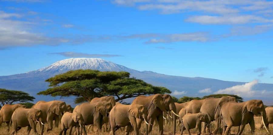 6 Days, Group Safari to Masai Mara, Lake Nakuru and Amboseli - Key things to know before you go