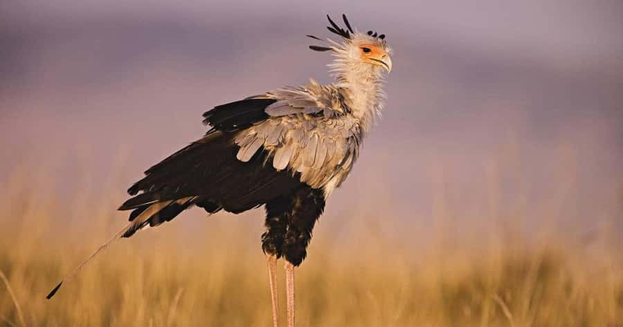 6 Days, Group Safari to Masai Mara, Lake Nakuru and Amboseli - Why this 6-day route works so well in Central Kenya