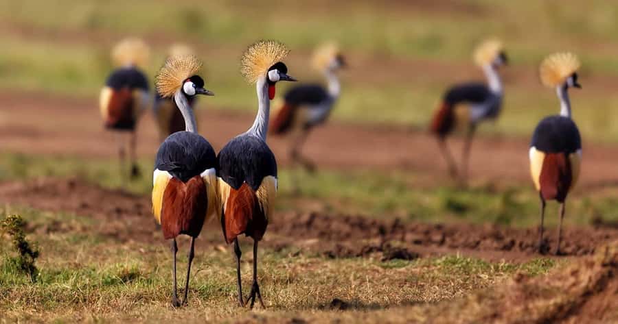 6 Days, Group Safari to Masai Mara, Lake Nakuru and Amboseli - Day 2: Full-day Maasai Mara Big Five search, Mara River predators and migration country