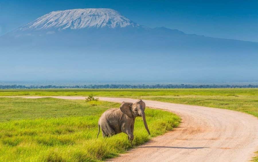 6 Days, Group Safari to Masai Mara, Lake Nakuru and Amboseli - Day 4: Lake Nakuru to Amboseli, white rhinos, possible flamingos, and the Kilimanjaro setup
