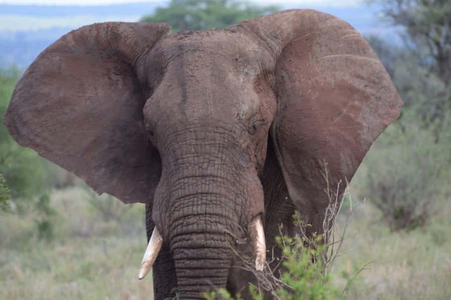 6 Days, Group Safari to Masai Mara, Lake Nakuru and Amboseli - Day 5: Full day in Amboseli, elephants in herds and wide Kilimanjaro views