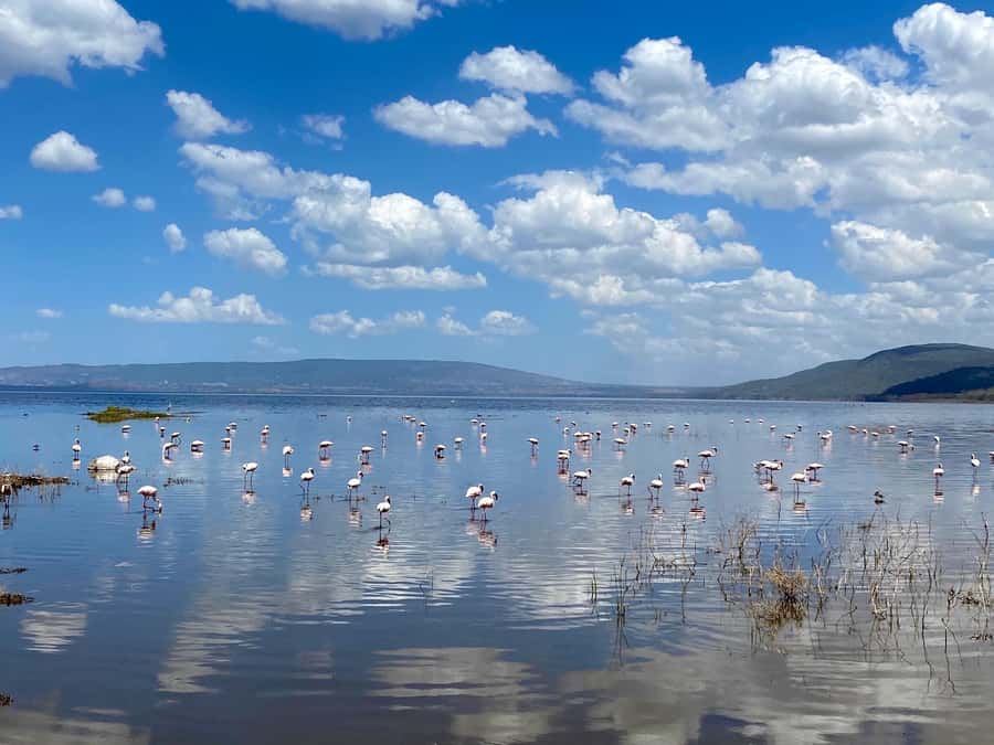 6 Days, Group Safari to Masai Mara, Lake Nakuru and Amboseli - Day 6: Amboseli to Nairobi, short morning drive and drop-off