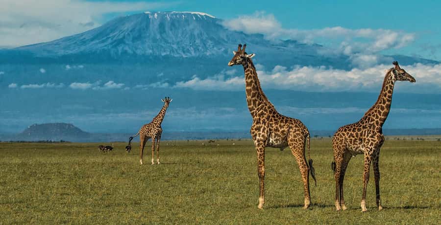 6 Days, Group Safari to Masai Mara, Lake Nakuru and Amboseli - Day 1: Nairobi to Maasai Mara, Rift Valley viewpoint and sunset drive