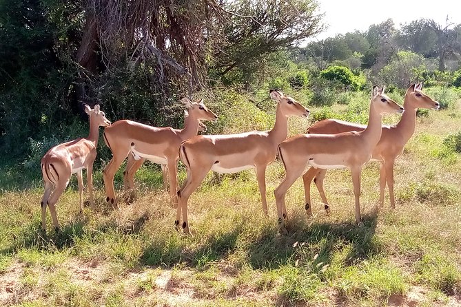 6 days guided safari: nairobi / lake nakuru / lake naivasha / masai mara n r - Lodges, meals, and what full board means for your day