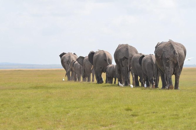 6 Days in Masai Mara- Lake Nakuru- Amboseli - Day 1 in Masai Mara: Rift Valley viewpoints, Narok lunch, first game drive
