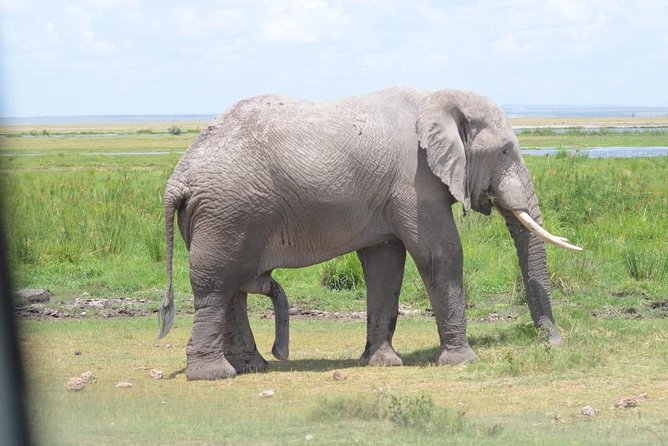 6 Days in Masai Mara- Lake Nakuru- Amboseli - Day 5 Amboseli: elephants, swamp grounds, and Kilimanjaro only if weather allows