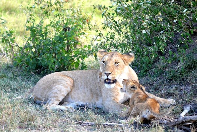 6 Days in Masai Mara- Lake Nakuru- Amboseli - Day 2 in Masai Mara: full-day viewing and a hippo pool picnic