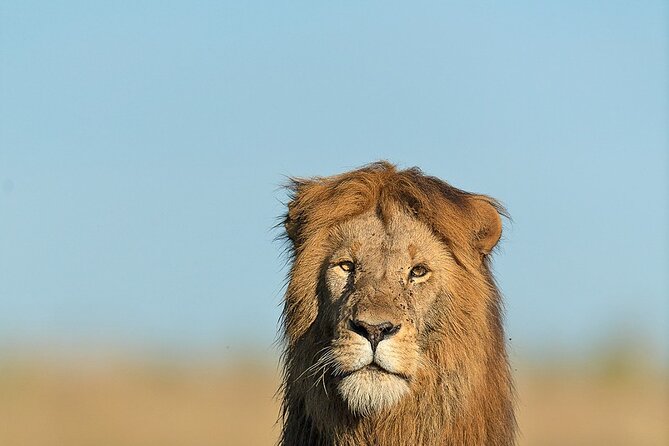 6 Days Kenya Adventure Wildlife Safari - Price and Value: What You’re Really Paying For