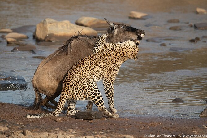 6 Days Kenya Adventure Wildlife Safari - Day 1: Landing, Naivasha Boating, and a Night at Lake Elementaita