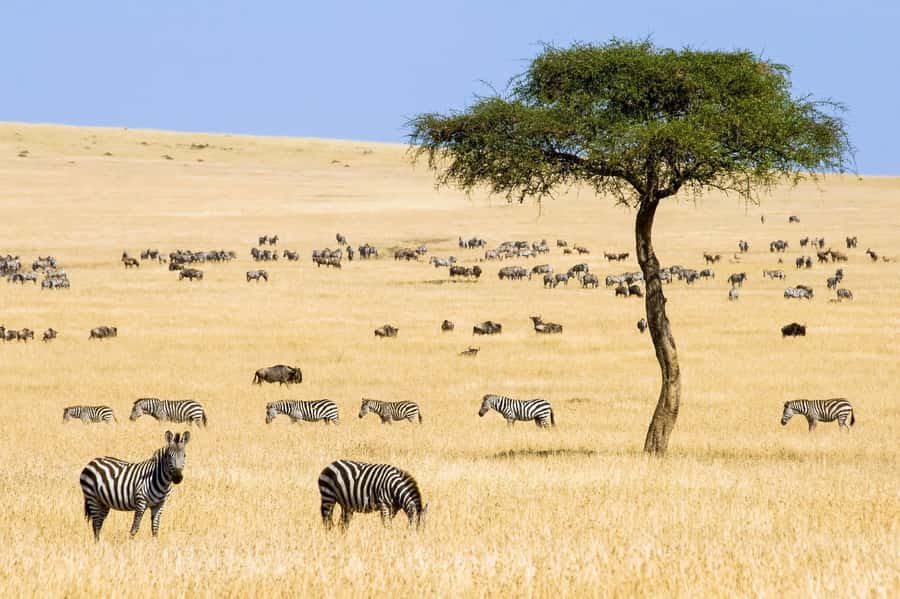 6 Days Kenya Budget Safari - Big Five Kenya Safari in Budget Form, and What That Means for You