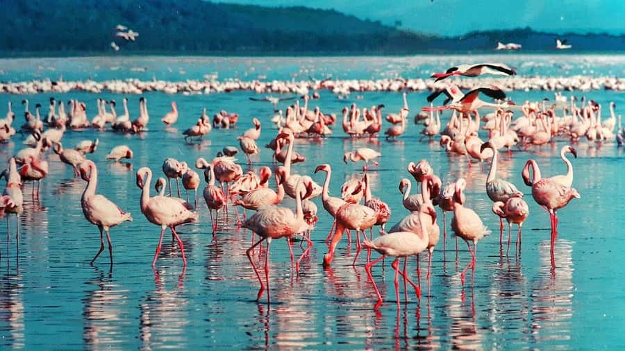 6 Days Kenya Budget Safari - Your Safari Setup: 4x4 Jeep, Pop-Up Roof, and How That Changes Sightings
