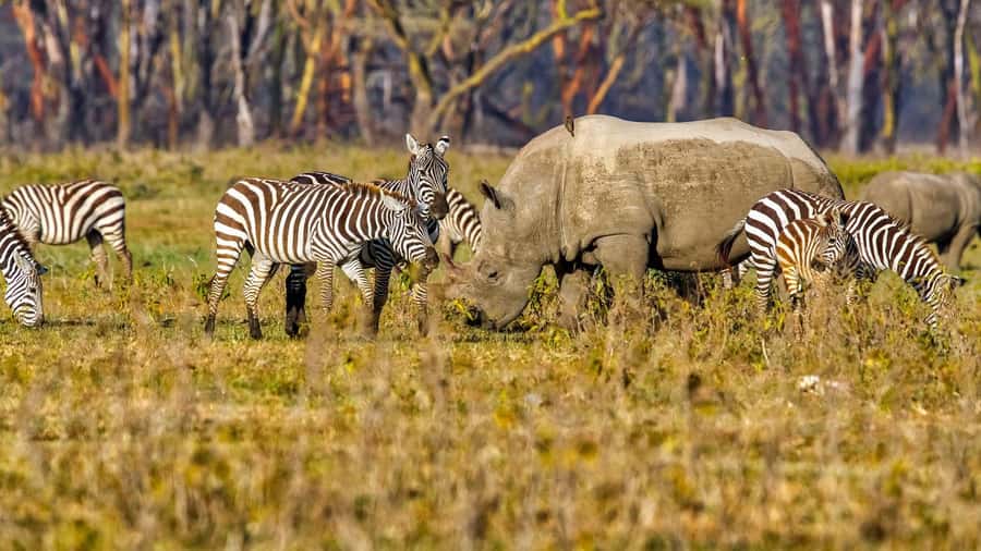 6 Days Kenya Budget Safari - Day 6: Amboseli to Nairobi, Final Morning Drive and Drop-Off