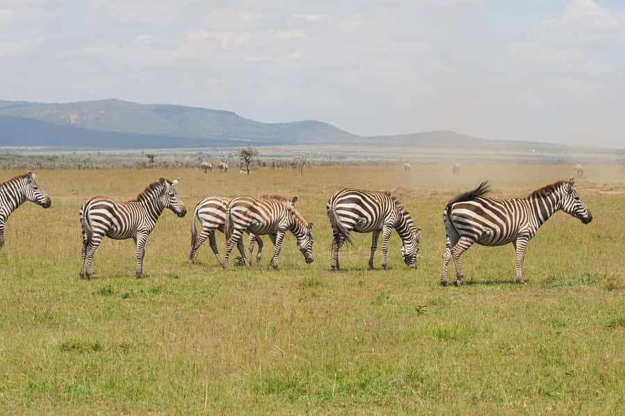 6 Days Kenya Budget Safari - Price and Value: Why $205 Can Make Sense (If You Align Your Expectations)