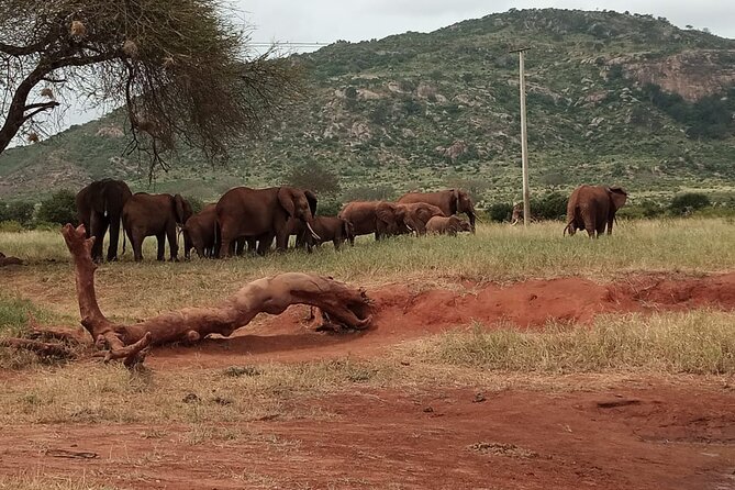 6 Days Kenya Masai Mara,Lake Nakuru & Amboseli Wildlife Safari - Why this 6-day Kenya circuit works so well