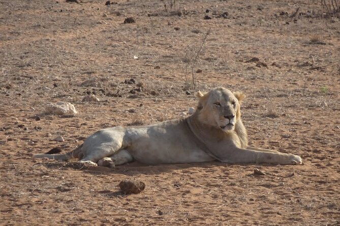 6 Days Kenya Masai Mara,Lake Nakuru & Amboseli Wildlife Safari - Amboseli on Day 4: evening light and Mt. Kilimanjaro vibes