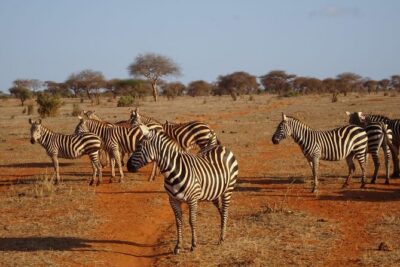 6 Days Kenya Masai Mara,Lake Nakuru & Amboseli Wildlife Safari