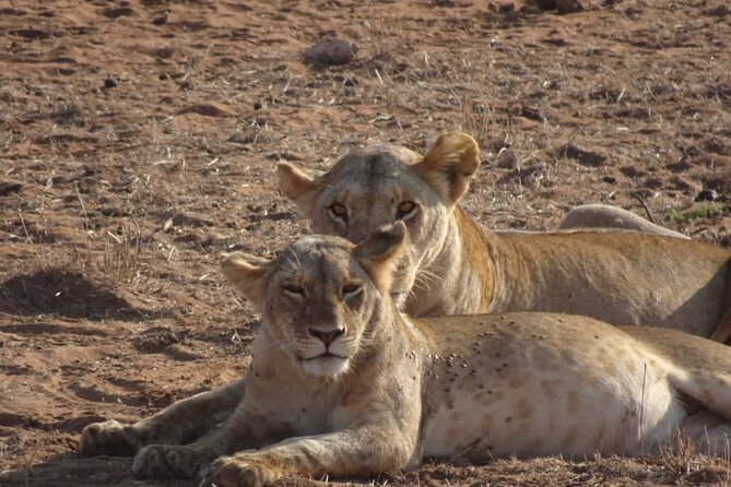 6 Days Kenya Masai Mara,Lake Nakuru & Amboseli Wildlife Safari - Full day in Amboseli: at the foot of Kilimanjaro