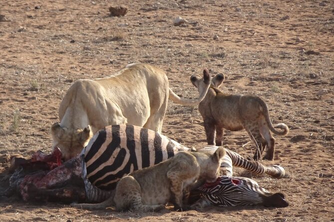 6 Days Kenya Masai Mara,Lake Nakuru & Amboseli Wildlife Safari - Day 6: one last morning drive, then back to Nairobi