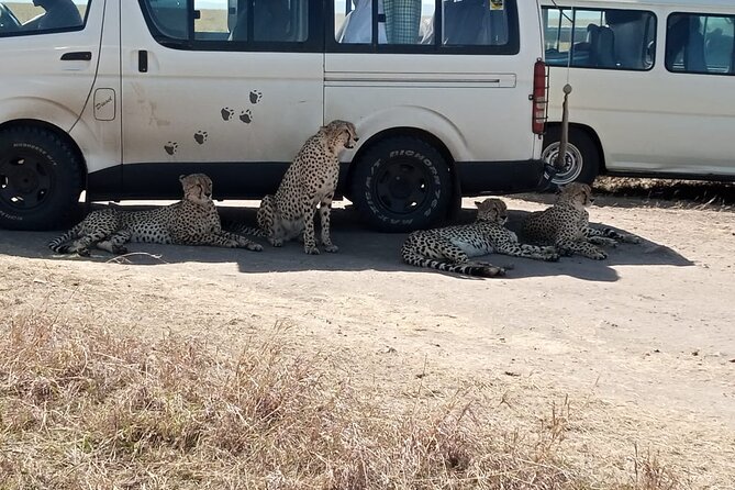 6 Days Kenya Masai Mara,Lake Nakuru & Amboseli Wildlife Safari - Value check: what you pay for at $2,000 per person