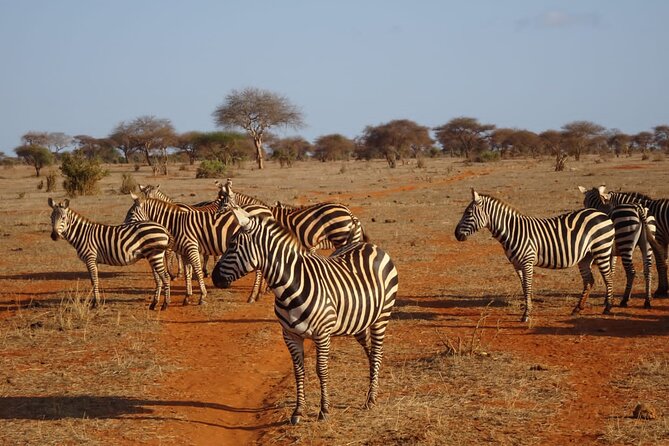 6 Days Kenya Masai Mara,Lake Nakuru & Amboseli Wildlife Safari - Full-day Maasai Mara: two meals, one long search for Big Cats