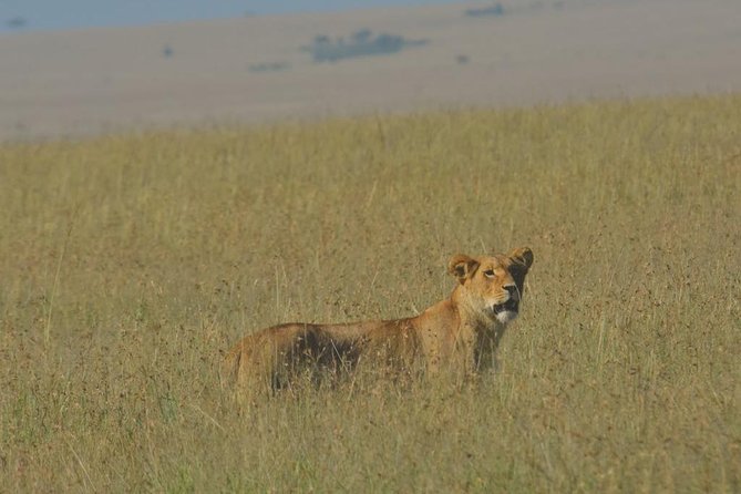 6 Days Maasai Mara/Nakuru/Amboseli Group Safari - Two full Mara days: hippos at the Hippos pool, Big Five chances, and optional balloon time