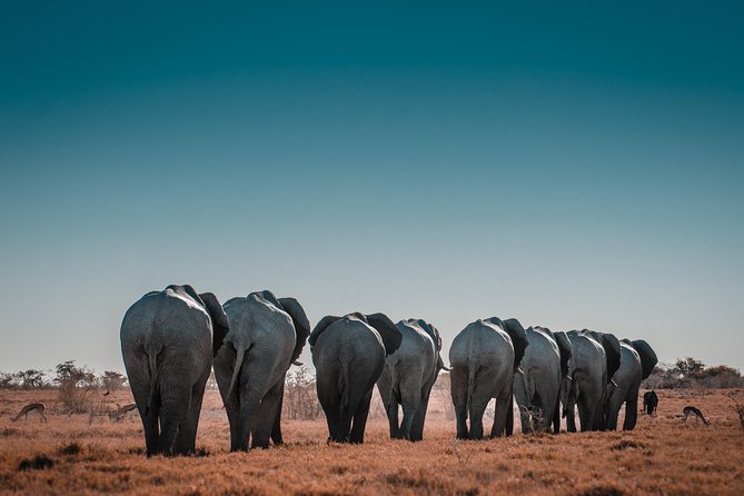 6 Days Maasai Mara/Nakuru/Amboseli Group Safari - Price and value: what your $925.80 includes, and where the extras show up