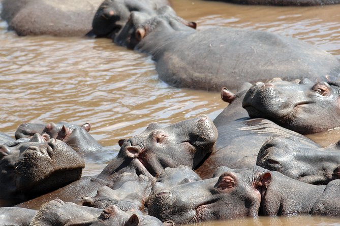 6 Days Maasai Mara/Nakuru/Amboseli Group Safari - Group safari feel: small numbers, office support, and guides who keep things smooth