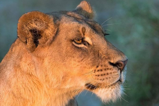 6 Days Masai Mara, Lake Nakuru & Amboseli-Ultimate Kenyan Safari - Why a 3-Park Safari Makes Sense for First-Time Kenya Trips