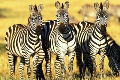 6 Days Masai Mara, Lake Nakuru & Amboseli-Ultimate Kenyan Safari