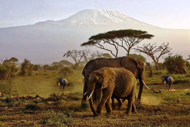 6 Days Masai Mara, Lake Nakuru and Amboseli Budget Group Safari - Key highlights