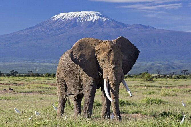 6 Days Masai Mara, Lake Nakuru and Amboseli Budget Group Safari - Lake Nakuru: flamingo shores, rhinos, and birds everywhere