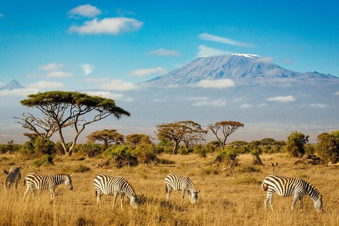 6 Days Masai Mara, Lake Nakuru and Amboseli Budget Group Safari - Day 4 Lake Nakuru morning drive, then on to Amboseli