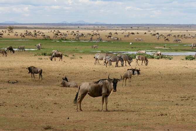 6 Days Masai Mara, Lake Nakuru and Amboseli Budget Group Safari - Amboseli days: big elephants, Kilimanjaro views, and early light