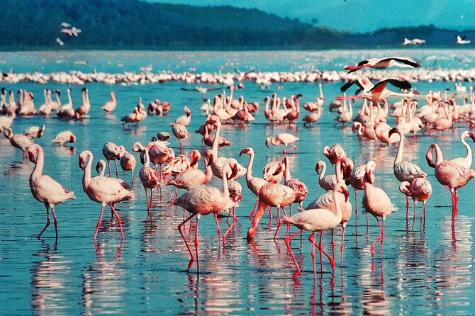 6-Days Masai Mara, Nakuru & Amboseli Group Safari on Landcruiser - The route that packs in three major Kenya safari moods