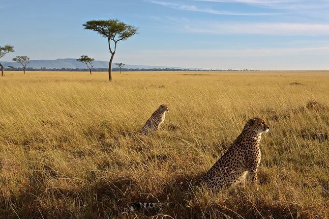 6-Days Masai Mara, Nakuru & Amboseli Group Safari on Landcruiser - Day 2 in the Mara: a full day aimed at the Big Five, plus optional culture or balloon