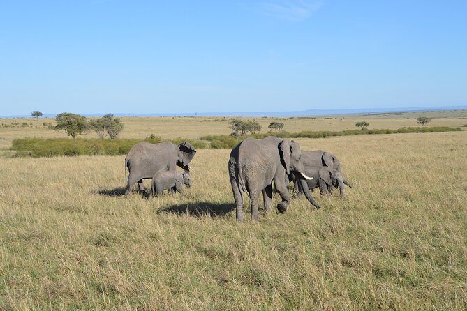 6-Days Masai Mara, Nakuru & Amboseli Group Safari on Landcruiser - Amboseli: open plains, Kilimanjaro views, and a classic finale