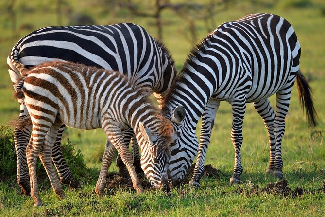 6-Days Masai Mara, Nakuru & Amboseli Group Safari on Landcruiser - Land Cruiser comfort on rough safari roads