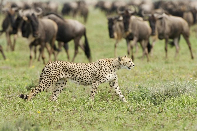 6 Days Masai Mara-Nakuru-Amboseli - Lodge Safari-Private 4X4 JEEP - Lake Nakuru: Black Rhinos, White Rhinos, and Birding Time