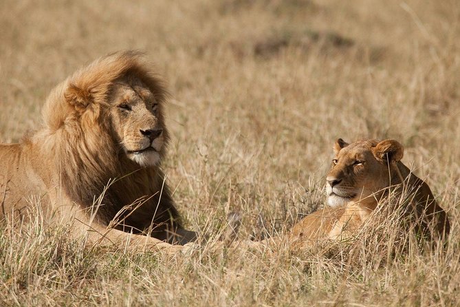 6 Days Masai Mara-Nakuru-Amboseli - Lodge Safari-Private 4X4 JEEP - Amboseli Elephant Country and Mount Kilimanjaro Views